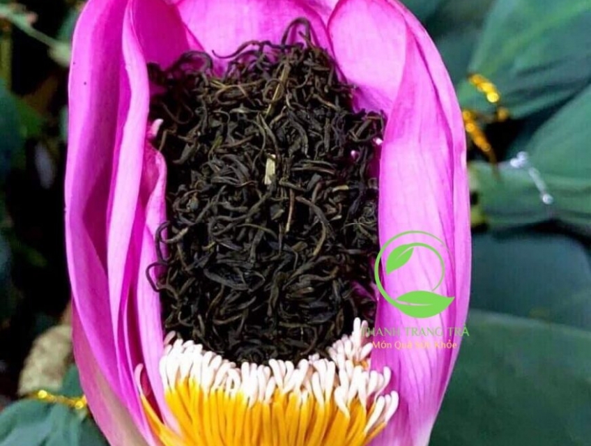Cách pha trà ướp trong bông hoa sen nguyên bông