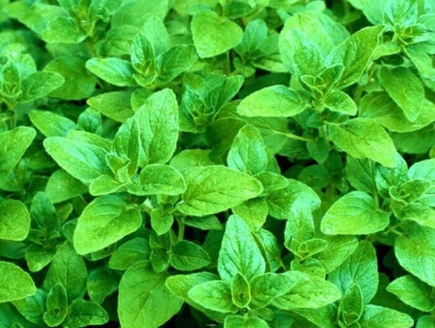 LÁ OREGANO - GIA VỊ QUAN TRỌNG TRONG CÁC MÓN ĂN CỦA PIZZA TEXGRILL