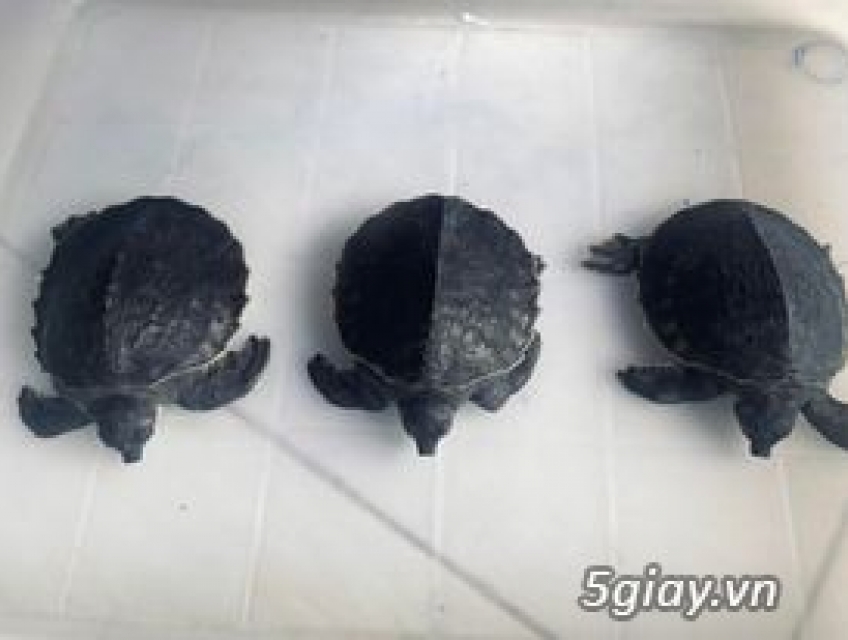 Rùa Mũi Lợn Lung Linh xinh xắn