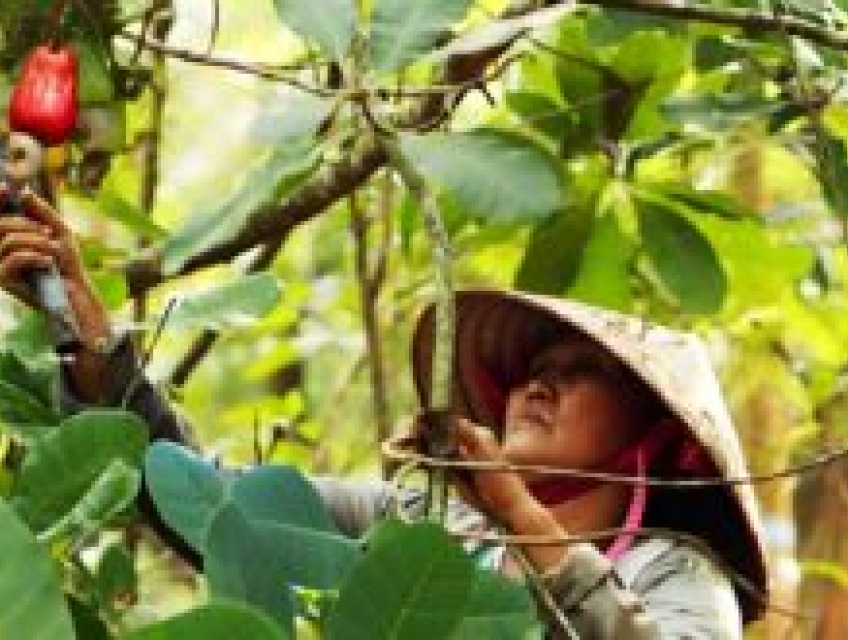 14 bước trong quy trình sản xuất hạt điều rang muối tại Bình Phước