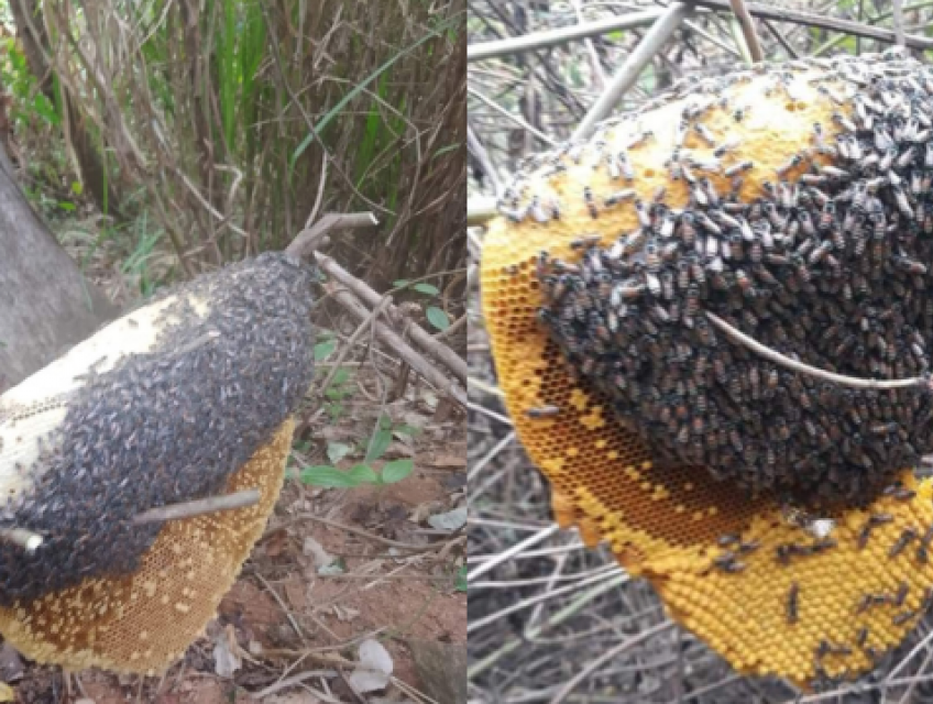 Mật  ong ruồi công ty Sk Gift