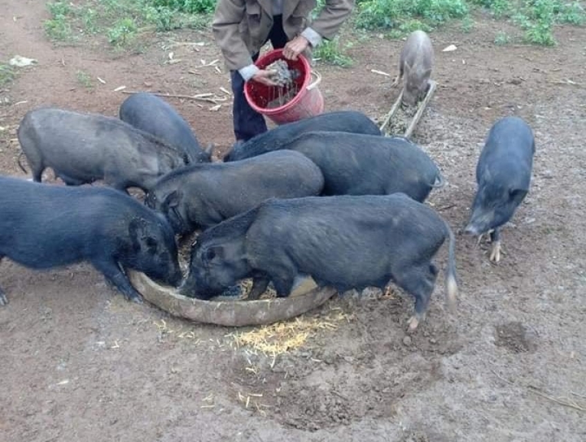 ĐỊA CHỈ BÁN LỢN MÁN Ở HÀ NỘI ĐƯỢC NUÔI THẢ TỰ NHIÊN 100% CỦA NGƯỜI MÁN