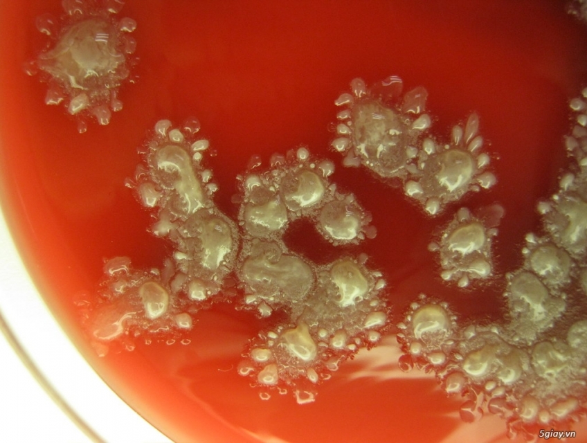 Bacillus Licheniformis -Enzym Hoạt Lực Cao-Nuôi trồng thủy sản