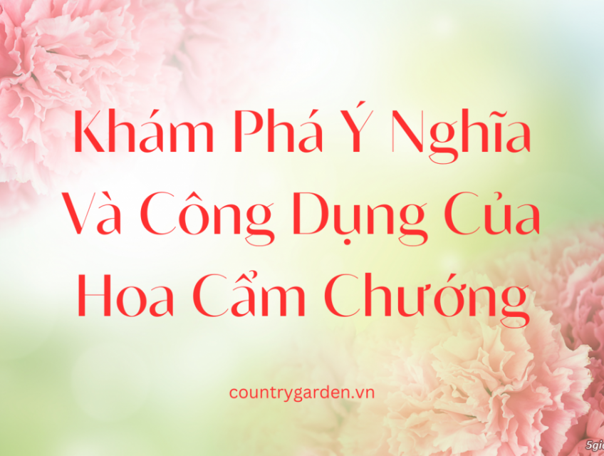 Khám Phá Ý Nghĩa Và Công Dụng Của Hoa Cẩm Chướng