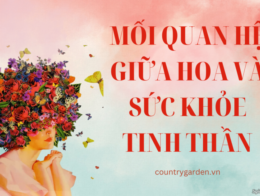 Mối Quan Hệ Giữa Hoa Và Sức Khỏe Tinh Thần