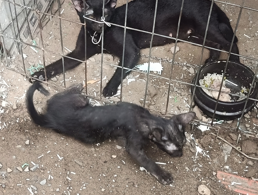 Bán Mèo đen. Mèo đen tuyền