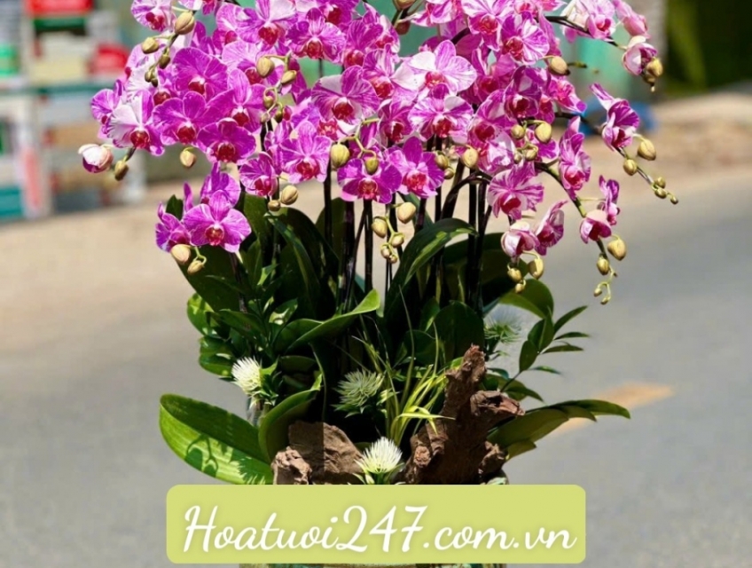 Những lan hồ điệp mini đẹp mê mẩn tại Hoa Lan 247 TPHCM được săn đón