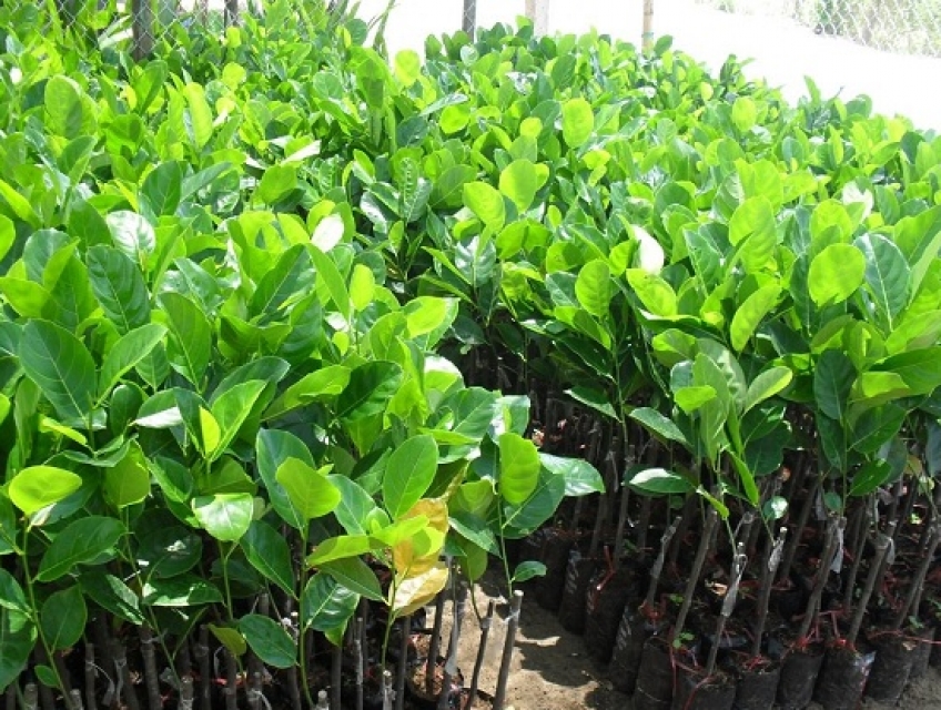 Nơi bán cây mít giống uy tín