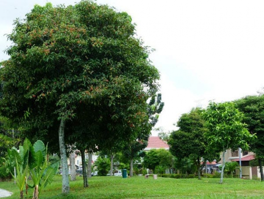 Cây Viết: Nguồn gốc, đặc điểm, công dụng và cách trồng