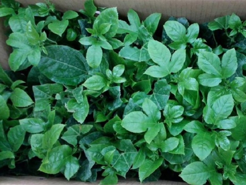 Địa chỉ bán cây giống chanh dây uy tín