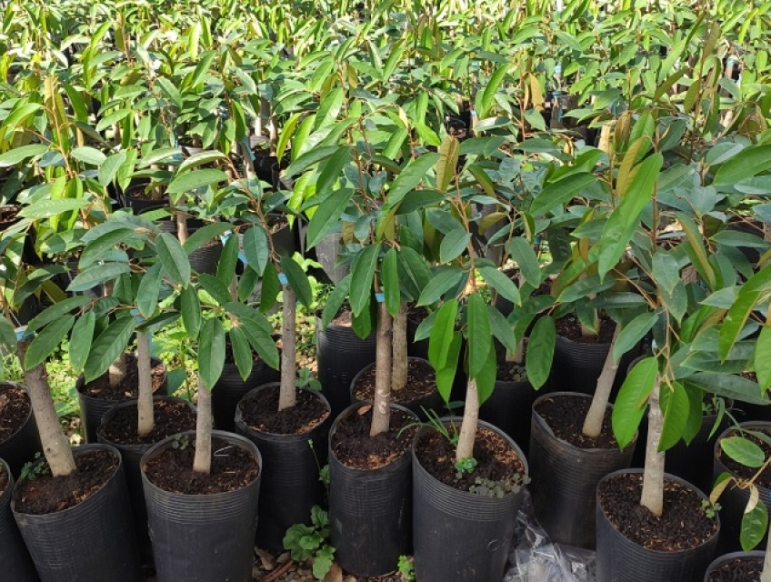 Vườn ươm và bán cây giống sầu riêng uy tín chất lượng giá rẻ