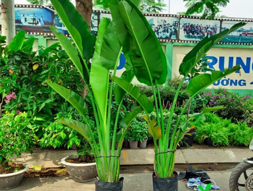 Những thông tin cần biết khi chọn cây chuối cảnh: Đặc điểm, giá thành