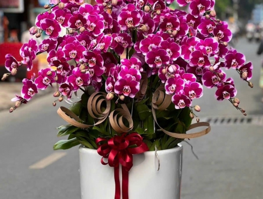 Top 10 những mẫu hoa lan hồ điệp đột biến đặc sắc nhất tại Hoa Lan 247