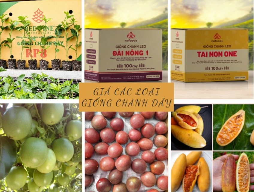 Giá bán cây giống chanh dây