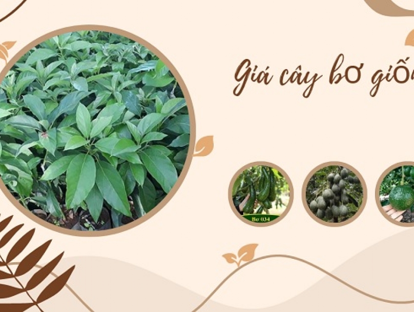 Giá bán cây bơ giống