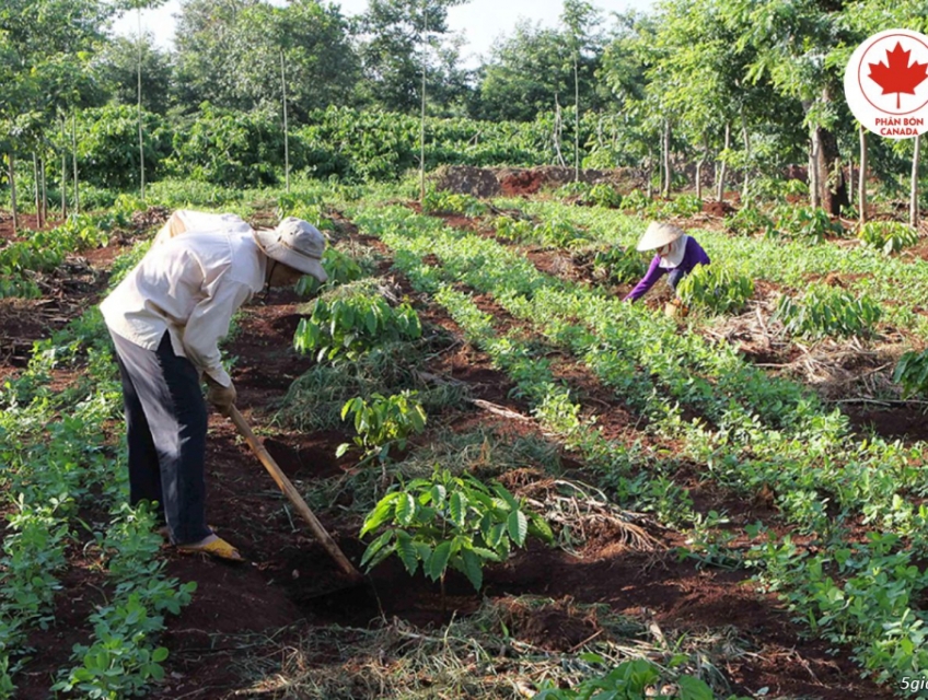 Chăm sóc cà phê trong mùa mưa cho nông dân trồng trọt