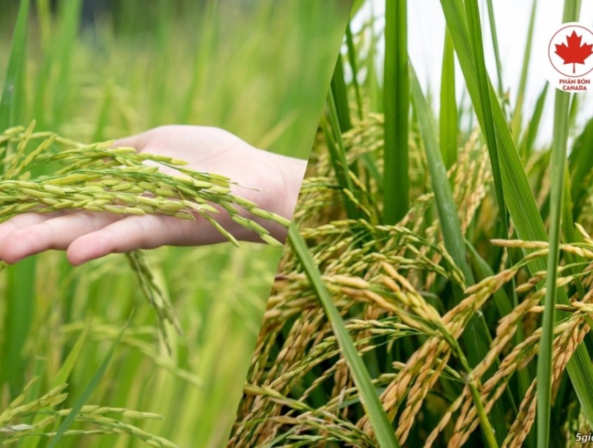 Chăm sóc giống lúa Đài Thơm 8 đạt năng suất vượt trội