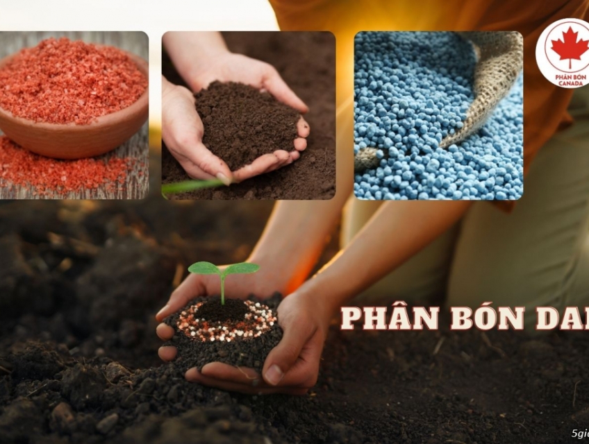 Phân bón DAP là gì và công dụng của loại phân này