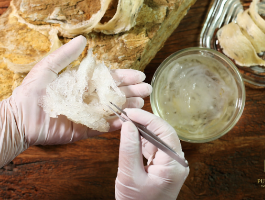 Tổ yến tinh chế mua thương hiệu nào tốt 2025