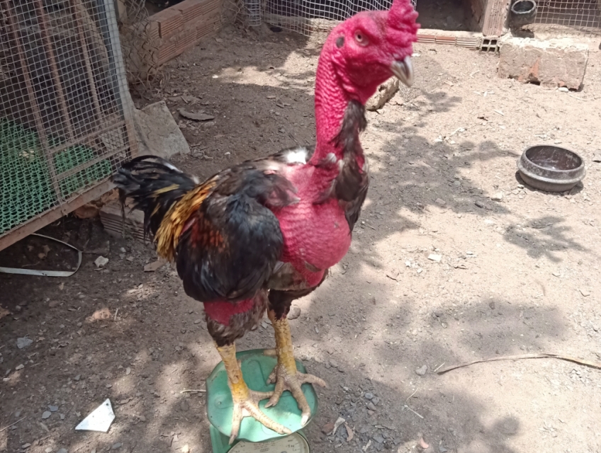 Bán gà nòi đòn trạng lớn 4ky. 5ky