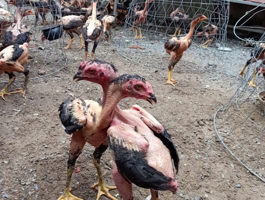 Bán gà chọi con Bình Dương