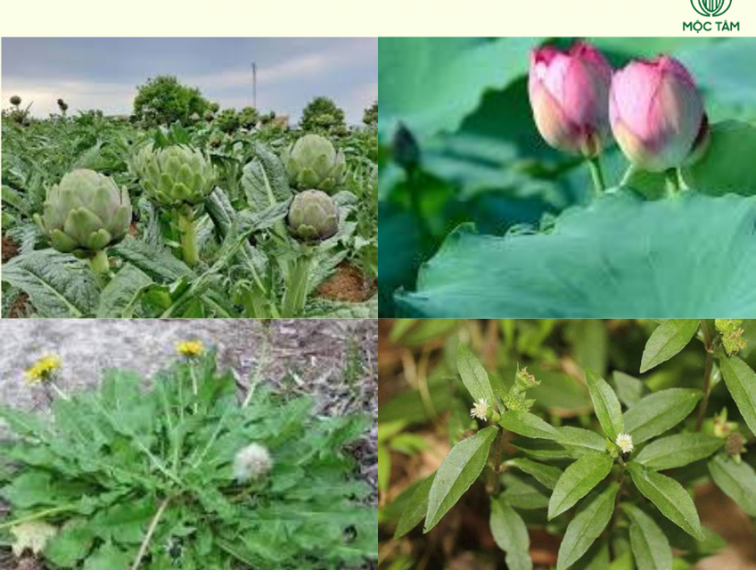 Uống Ngay 5 Loại Trà Tốt Cho Gan, Thận. Uống 1 lần, hiệu quả lâu dài.