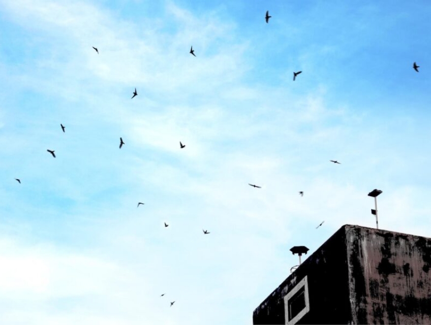 Thời gian thu hoạch tổ yến Tây Nguyên đạt 100% chất lượng