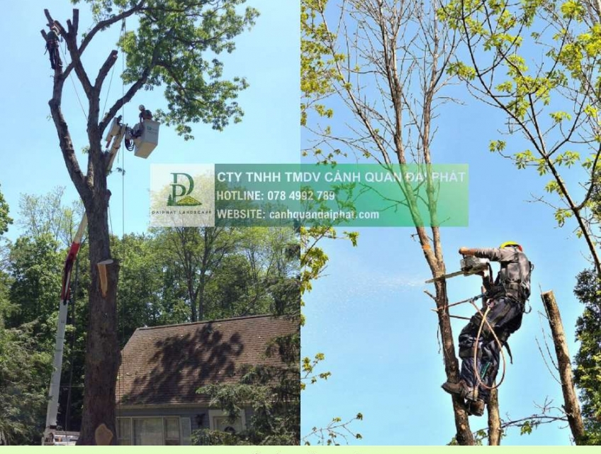 Cưa Hạ – Cắt Tỉa Cây Xanh KCN Long Khánh, Đồng Nai