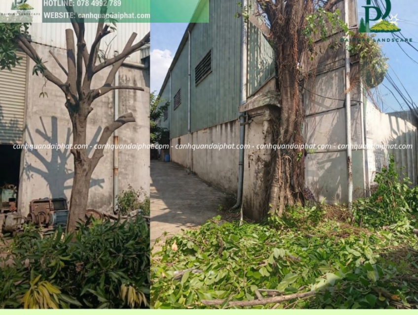 Cưa cây Đồng Nai