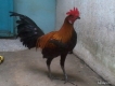 Bán gà con Peru tre