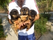 HCM Rottweiler con rất mup mip dễ thương 0933884776