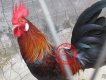 Bán gà tre trống tơ lai mỹ, việt, rừng, asil, peru. Bổn gà tốt, giá hợp lý.