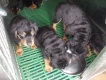 tphcm bán bầy chó rottweiler con của răm bô 6,5 tr một con