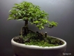 Chuyên Các Cây Cảnh Bonsai Mini
