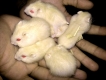 Bán hamster vàng chanh và trà sữa