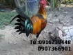 [Tiền Giang]_Bán gà Pêru, Mỹ  rặc 100% trạng lớn trên 2kg