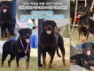 Cung cấp chó con Rottweiler đẹp,khỏe mạnh,lanh lợi - Uy Tín & Chất Lượng