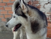 Nhận Phối giống Chó HUSKY Xám Trắng cực chuẩn !!! Giá Sinh Viên