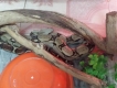 [Cần Bán] Red Tail Boa đẹp và chất , Giá Fix !!!!!