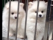 HCM-Đàn Pomeranian(phốc sóc) cực dễ thương