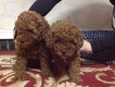 HCM-Tiny poodle 2.5 tháng cực đẹp