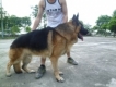 Phối giống chó becgie Đức ( GSD ). Bán chó becgie Đứ