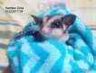 Bán Sugar Glider đến tuổi trường thành thích hợp làm giống