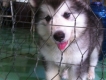 Cần bán 2 bé Alaska malamute cái 2 tháng ( 1 xám trắng + 1 nâu đỏ ) giá rẻ đây ạ !!!