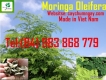 Bán Hạt giống cây Chùm ngây (Moringa Oleifera)
