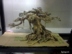 Bán lũa bonsai, hồ kính, tép