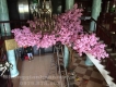 Cây Anh Đào Lụa Trang Trí Nội Thất Và Ngoại Thất Sakura