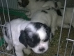 Bán Nguyên bầy chó nhật lai bắc kinh ( Khoẻ mạnh - mập ú - ăn uống rất dễ )