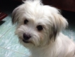 HỒ CHÍ MINH - Bán Chó Nhật Lai Lông Xù Đẹp Long Lanh !!!