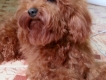 Cần thanh lí 1 con chó Poodle